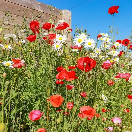Poppy *